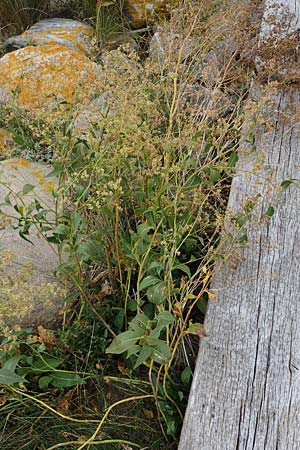 Lepidium latifolium \ Breitbl�ttrige Kresse, D Heiligenhafen 17.9.2021