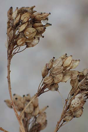 Lepidium latifolium \ Breitbl�ttrige Kresse, D Heiligenhafen 17.9.2021
