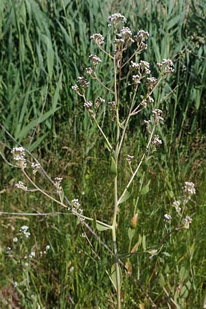Lepidium latifolium \ Breitbl�ttrige Kresse, D Sachsen-Anhalt, Salziger See 7.6.2022