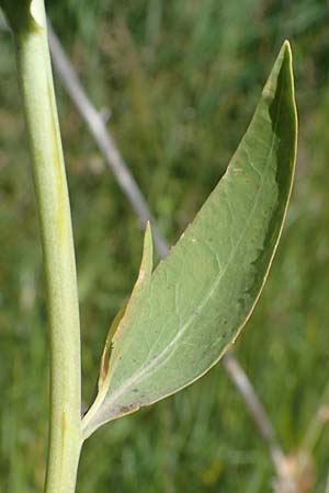 Lepidium latifolium \ Breitbl�ttrige Kresse, D Sachsen-Anhalt, Salziger See 7.6.2022
