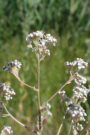 Lepidium latifolium \ Breitbl�ttrige Kresse, D Sachsen-Anhalt, Salziger See 7.6.2022