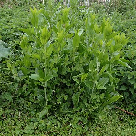 Lepidium latifolium \ Breitbl�ttrige Kresse, D Wagh&auml;usel 11.5.2023