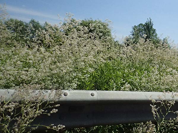 Lepidium latifolium \ Breitbl�ttrige Kresse, D Koblenz 22.6.2025