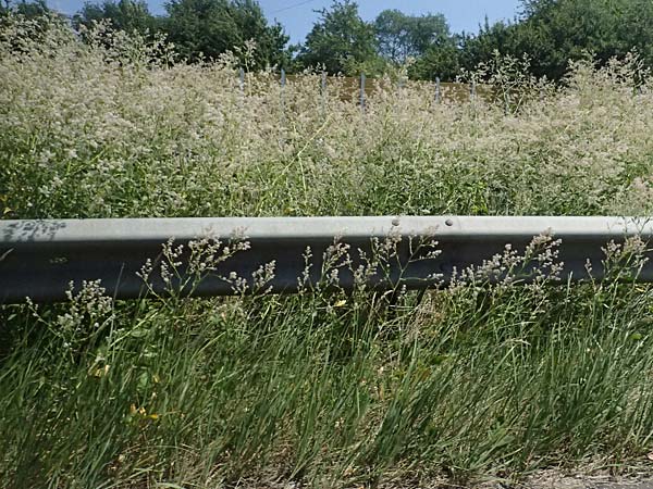 Lepidium latifolium \ Breitbl�ttrige Kresse, D Koblenz 22.6.2025
