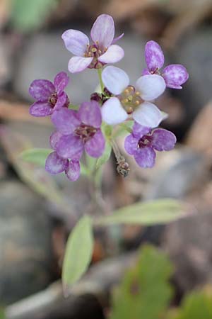 Lobularia maritima, Strandkresse, Wei&szlig;es Steinkraut