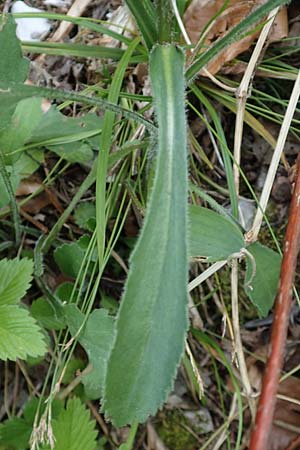 Leucanthemum adustum subsp. adustum \ Westliche Berg-Margerite, Berg-Wucherblume / Western Mountain Ox-Eye Daisy, D Spaichingen 26.6.2018