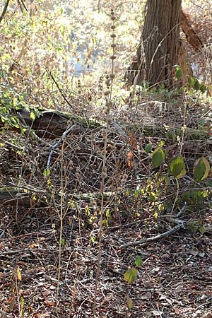 Leonurus marrubiastrum \ Andorn-L�wenschwanz, Katzenschwanz / Horehound Motherwort, Biennial Motherwort, D Mannheim 14.10.2018