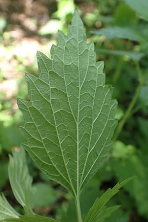 Leonurus marrubiastrum \ Andorn-L�wenschwanz, Katzenschwanz / Horehound Motherwort, Biennial Motherwort, D Mannheim 17.6.2019