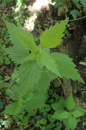 Leonurus marrubiastrum \ Andorn-L�wenschwanz, Katzenschwanz / Horehound Motherwort, Biennial Motherwort, D Mannheim 17.6.2019