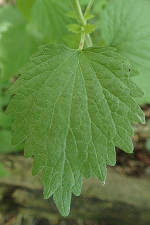 Leonurus marrubiastrum \ Andorn-L�wenschwanz, Katzenschwanz / Horehound Motherwort, Biennial Motherwort, D Mannheim 17.6.2019