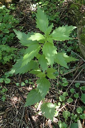 Leonurus marrubiastrum \ Andorn-L�wenschwanz, Katzenschwanz / Horehound Motherwort, Biennial Motherwort, D Mannheim 17.6.2019