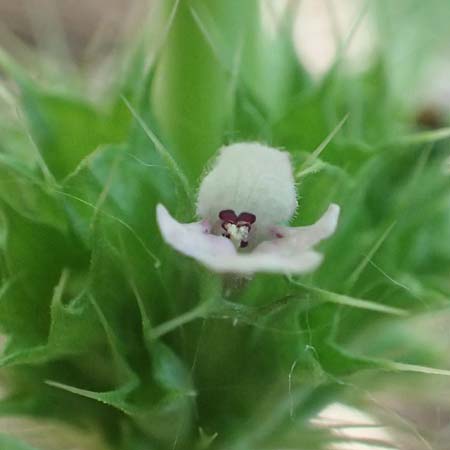 Leonurus marrubiastrum \ Andorn-L�wenschwanz, Katzenschwanz / Horehound Motherwort, Biennial Motherwort, D Mannheim 17.7.2019