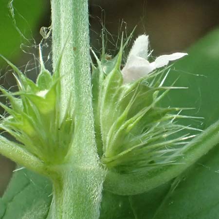 Leonurus marrubiastrum \ Andorn-L�wenschwanz, Katzenschwanz / Horehound Motherwort, Biennial Motherwort, D Mannheim 17.7.2019