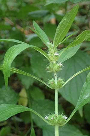 Leonurus marrubiastrum \ Andorn-L�wenschwanz, Katzenschwanz / Horehound Motherwort, Biennial Motherwort, D Mannheim 17.7.2019