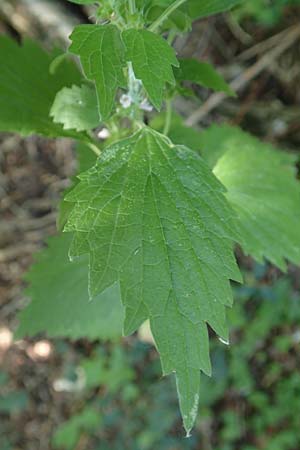Leonurus marrubiastrum \ Andorn-L�wenschwanz, Katzenschwanz / Horehound Motherwort, Biennial Motherwort, D Mannheim 17.7.2019