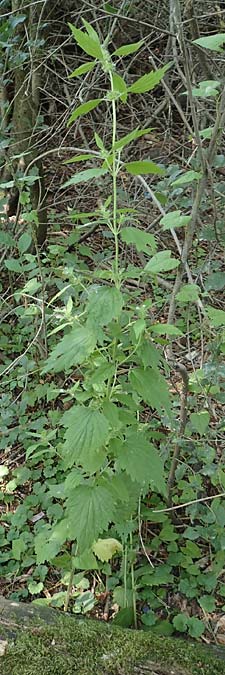 Leonurus marrubiastrum \ Andorn-L�wenschwanz, Katzenschwanz / Horehound Motherwort, Biennial Motherwort, D Mannheim 17.7.2019