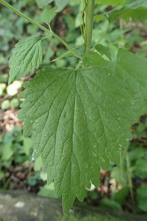 Leonurus marrubiastrum \ Andorn-L�wenschwanz, Katzenschwanz / Horehound Motherwort, Biennial Motherwort, D Mannheim 17.7.2019