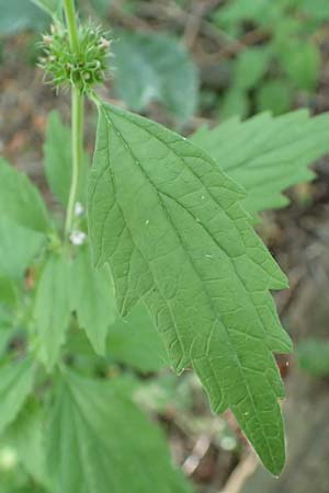 Leonurus marrubiastrum \ Andorn-L�wenschwanz, Katzenschwanz / Horehound Motherwort, Biennial Motherwort, D Mannheim 17.7.2019