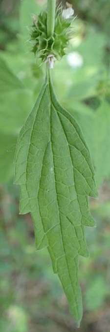 Leonurus marrubiastrum \ Andorn-L�wenschwanz, Katzenschwanz / Horehound Motherwort, Biennial Motherwort, D Mannheim 17.7.2019