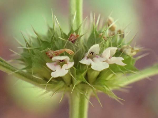 Leonurus marrubiastrum \ Andorn-L�wenschwanz, Katzenschwanz / Horehound Motherwort, Biennial Motherwort, D Mannheim 17.7.2019
