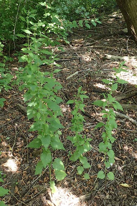 Leonurus marrubiastrum \ Andorn-L�wenschwanz, Katzenschwanz / Horehound Motherwort, Biennial Motherwort, D Mannheim 17.7.2019