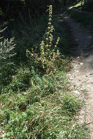 Leonurus marrubiastrum \ Andorn-L�wenschwanz, Katzenschwanz / Horehound Motherwort, Biennial Motherwort, D Sachsen-Anhalt, Havelberg 18.9.2020