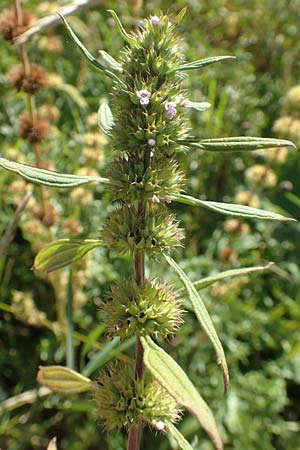 Leonurus marrubiastrum \ Andorn-L�wenschwanz, Katzenschwanz / Horehound Motherwort, Biennial Motherwort, D Sachsen-Anhalt, Havelberg 18.9.2020