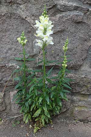Antirrhinum majus \ Gro�es L�wenmaul / Snapdragon, D Th&uuml;ringen, Kyffh&auml;userdenkmal 8.6.2022