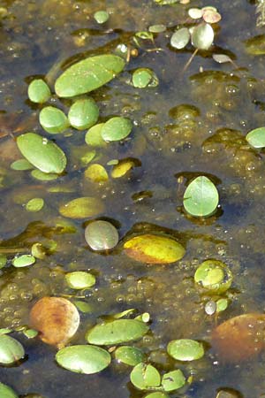 Luronium natans \ Froschkraut, Schwimml�ffel / Floating Water-Plantain, D Dorsten 14.6.2018