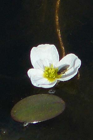 Luronium natans \ Froschkraut, Schwimml�ffel / Floating Water-Plantain, D Dorsten 14.6.2018