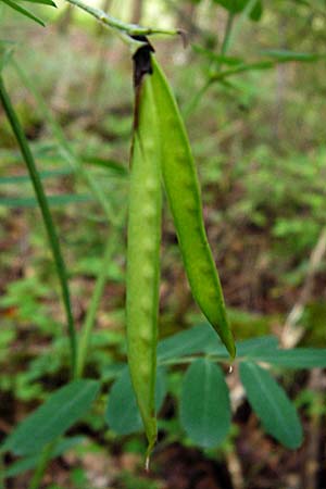 Lathyrus niger \ Schwarze Platterbse / Black Pea, D &Ouml;stringen-Eichelberg 8.6.2015