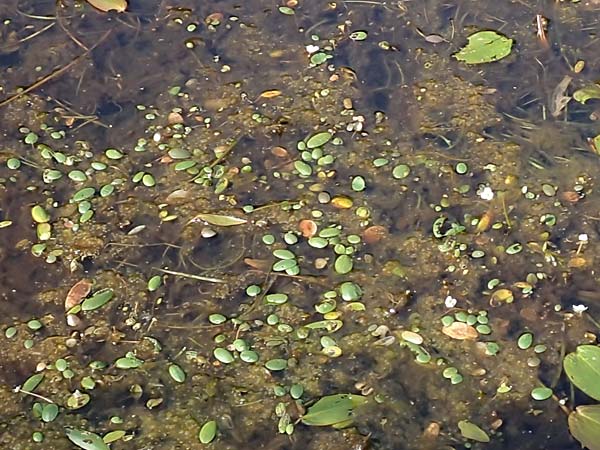 Luronium natans \ Froschkraut, Schwimml�ffel / Floating Water-Plantain, D Dorsten 14.6.2018