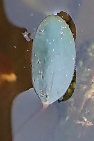 Luronium natans \ Froschkraut, Schwimml�ffel / Floating Water-Plantain, D Dorsten 14.6.2018