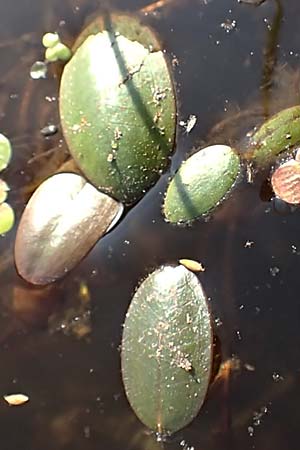 Luronium natans \ Froschkraut, Schwimml�ffel / Floating Water-Plantain, D Dorsten 14.6.2018