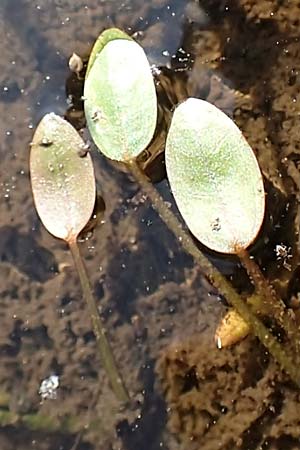 Luronium natans \ Froschkraut, Schwimml�ffel / Floating Water-Plantain, D Dorsten 14.6.2018