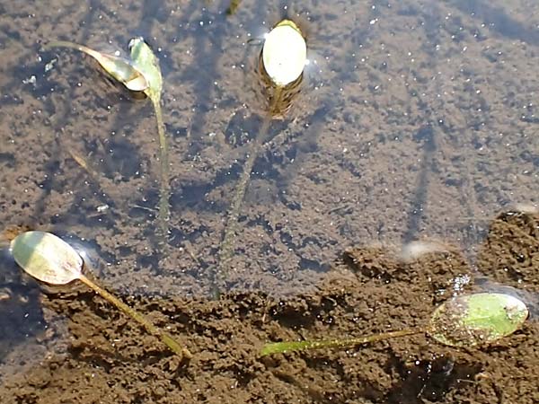 Luronium natans \ Froschkraut, Schwimml�ffel / Floating Water-Plantain, D Dorsten 14.6.2018