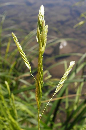 Leersia oryzoides \ Wild-Reis / Rice Cutgrass, D Runkel an der Lahn 1.8.2015