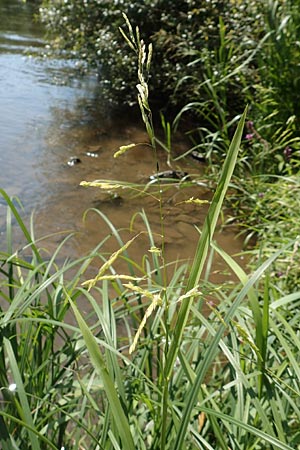 Leersia oryzoides \ Wild-Reis / Rice Cutgrass, D Runkel an der Lahn 1.8.2015