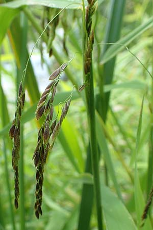 Leersia oryzoides \ Wild-Reis / Rice Cutgrass, D Runkel an der Lahn 22.8.2015