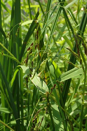 Leersia oryzoides \ Wild-Reis / Rice Cutgrass, D Runkel an der Lahn 22.8.2015