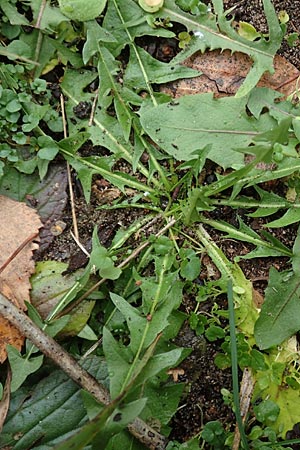 Taraxacum spec6 ? \ L�wenzahn / Dandelion, D Schwetzingen 7.11.2015