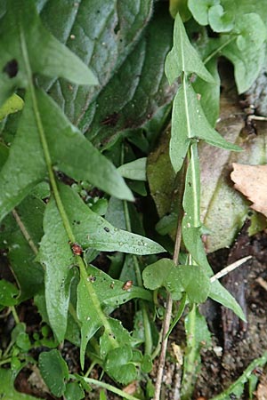 Taraxacum spec6 ? \ L�wenzahn / Dandelion, D Schwetzingen 7.11.2015