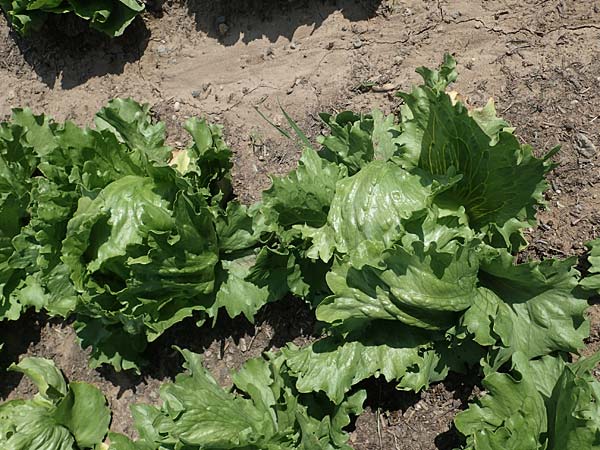 Lactuca sativa \ Kopfsalat, D Mannheim 3.6.2023