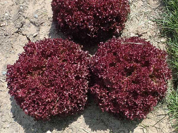 Lactuca sativa \ Kopfsalat, D Mannheim 3.6.2023