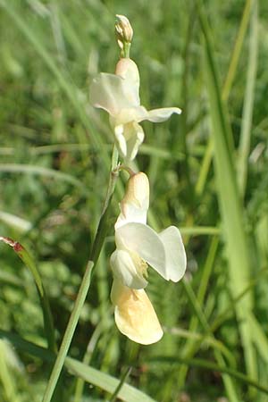 Lathyrus pannonicus subsp. collinus \ H�gel-Platterbse / Hungarian Pea, D T&uuml;bingen 7.5.2016