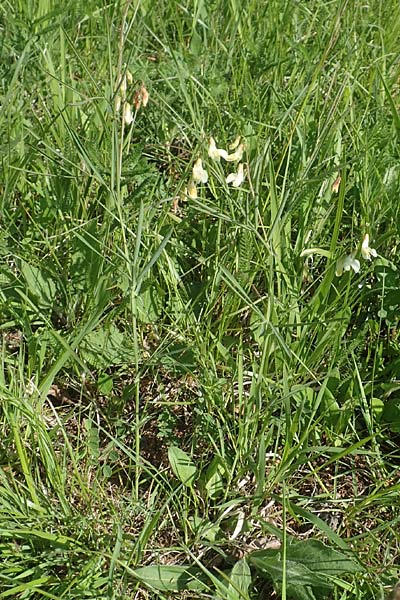 Lathyrus pannonicus subsp. collinus \ H�gel-Platterbse / Hungarian Pea, D T&uuml;bingen 7.5.2016