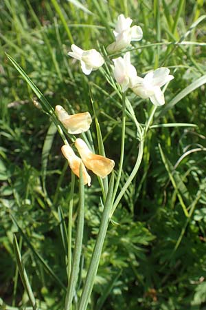 Lathyrus pannonicus subsp. collinus \ H�gel-Platterbse / Hungarian Pea, D T&uuml;bingen 7.5.2016