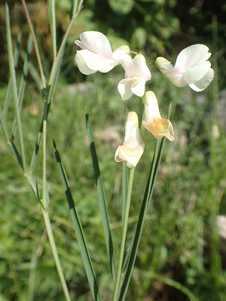 Lathyrus pannonicus subsp. collinus \ H�gel-Platterbse / Hungarian Pea, D T&uuml;bingen 7.5.2016