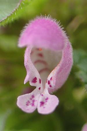Lamium purpureum \ Rote Taubnessel / Red Dead-Nettle, D K&ouml;ln-Z&uuml;ndorf 23.5.2018