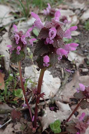 Lamium purpureum, Red Moss